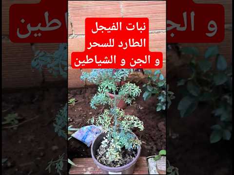 زراعة نبات الفيجل الطارد للجن و الشياطين و السحر السحر القرآن الكريم