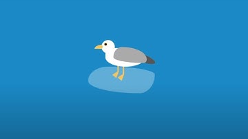Seagull Bird Create Using CSS | Pure CSS Tutorial