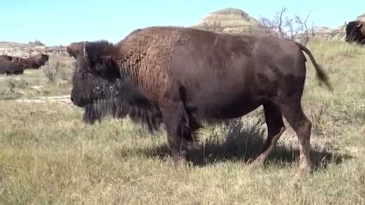 Bison Grunting YouTube