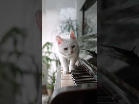 Best Automatic Cat