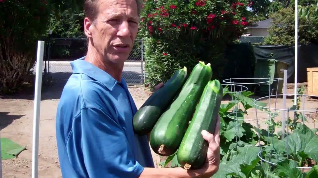 Update The first Zucchini of the Season 2013 - YouTube