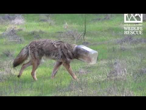 Coyote with Head