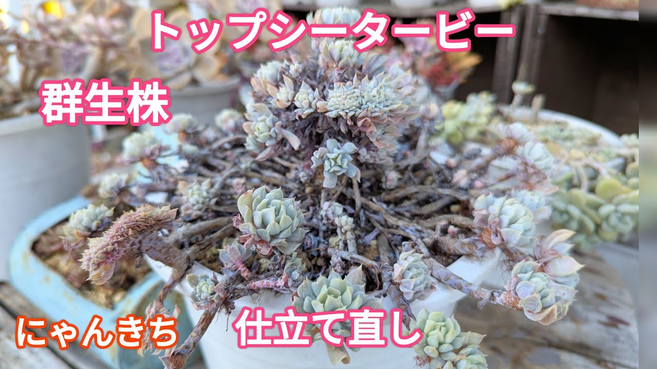 多肉植物】一年中強い！トップシータービー群生株を仕立て直し
