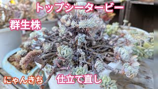 Succulents] Strong all year round! Reshaping the top-seeded turban