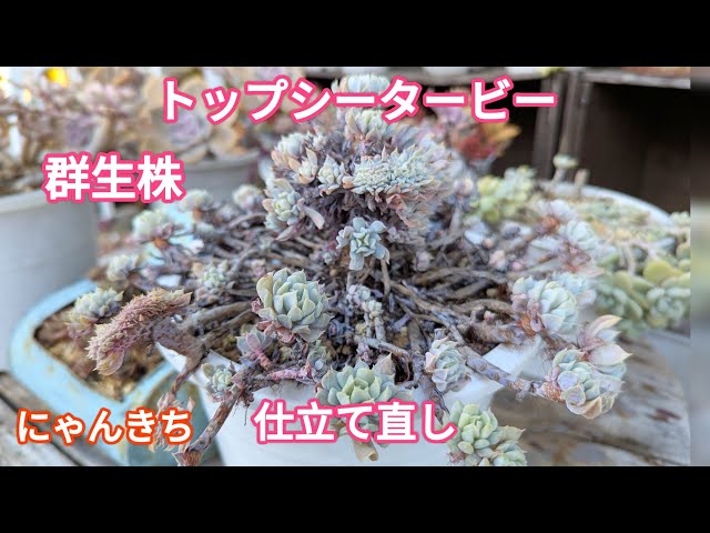 Top【選抜株】多肉植物　264657ピーコック　フェザーズ　7個　鉢無し/脱土 エケベリア ピーコックフェザー Echeveria 'Peacock Feather'｜多肉