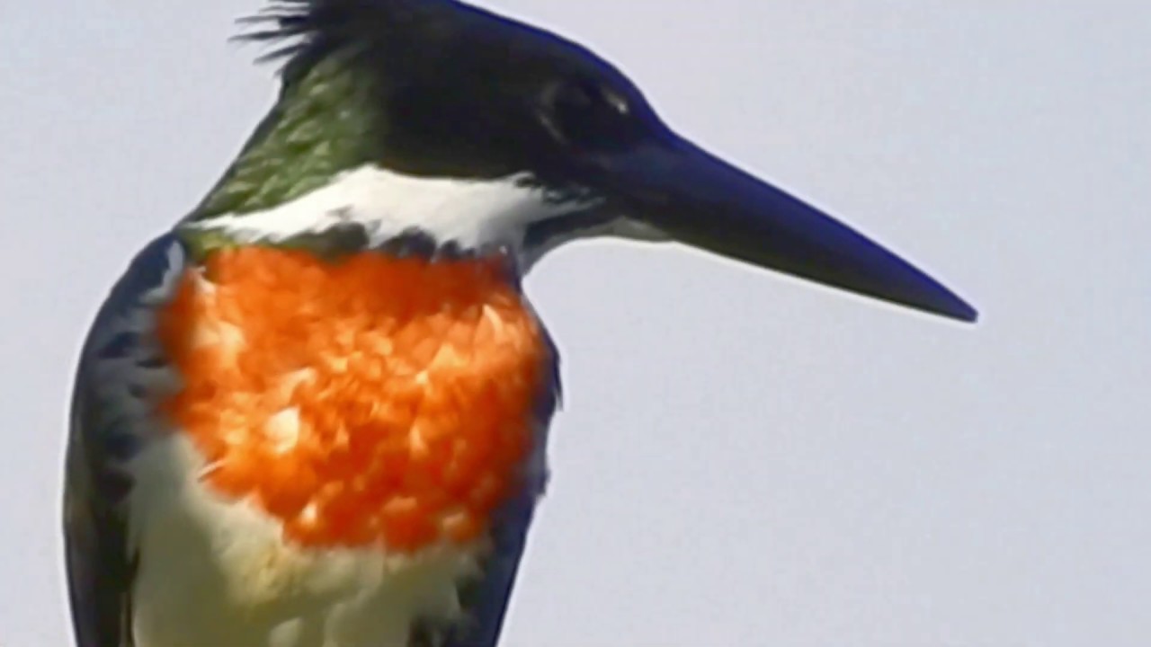 Musica relaxante com martim pescador verde, AMAZON KINGFISHER