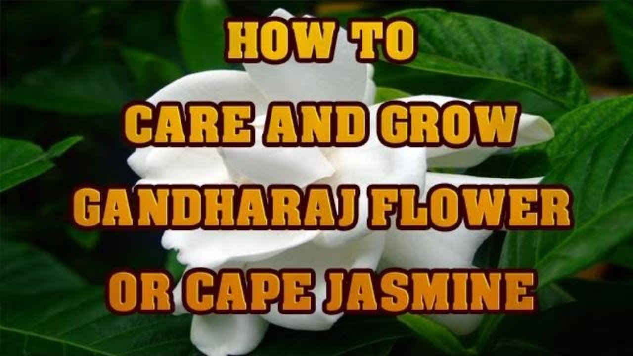 grow plants How to Grow Gandhraj or Cape Jasmine at Home in Pot - Part 1