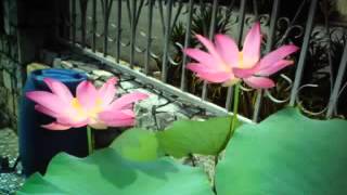 Namo Amitabha ( Buddhist Enchant Song )