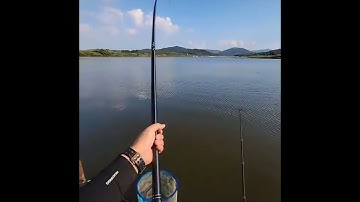 dòng cá rít cước phê chứ ê kéo dài