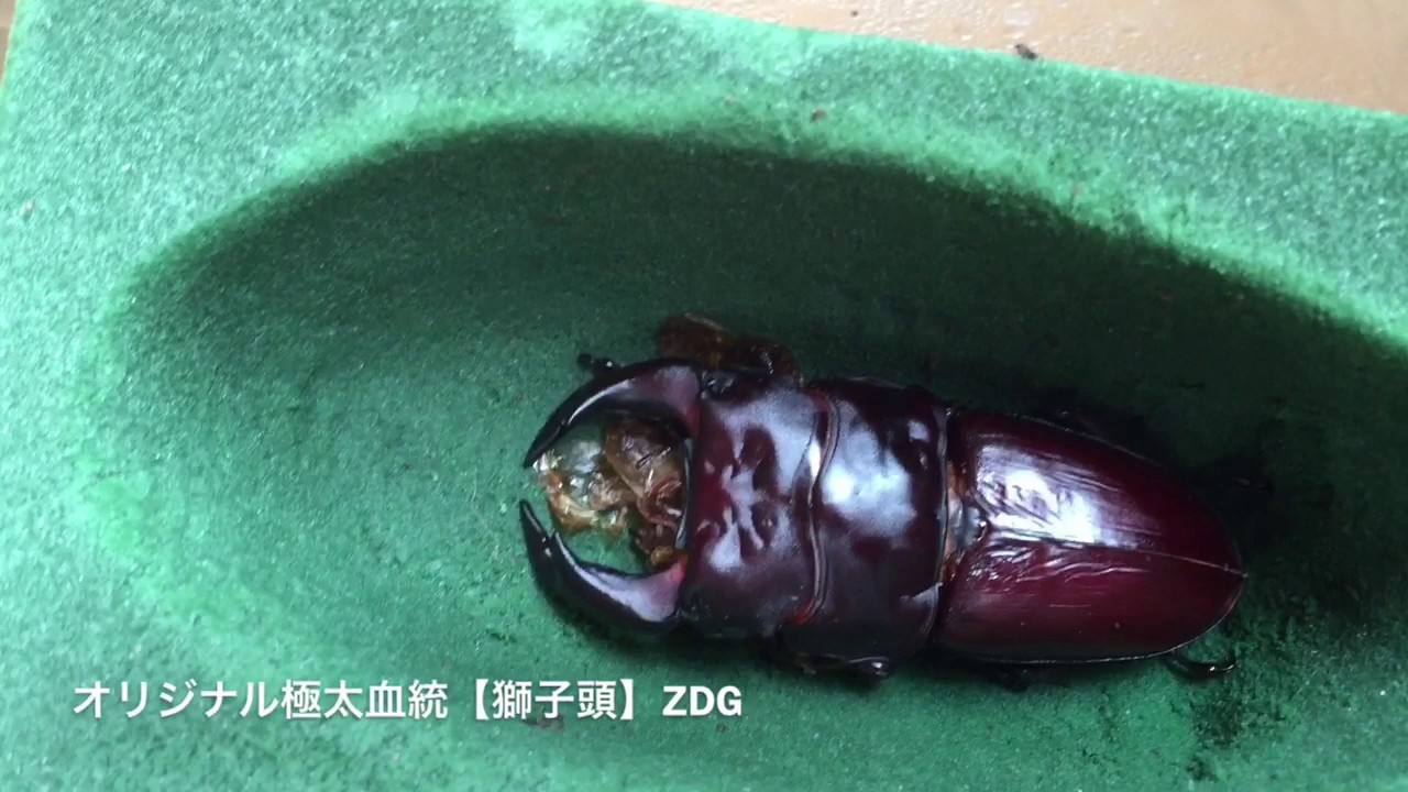 超極太血統オオクワ羽化報告 ついでに メガソマ エサ交換 クワガタ カブト Youtube