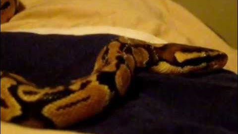Showing off My Pastel Ball Python!