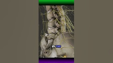 This Is What Your Nerves REALLY Look Like🧠 | Nerve Animation | Real Nerve Structure⚡ #shorts