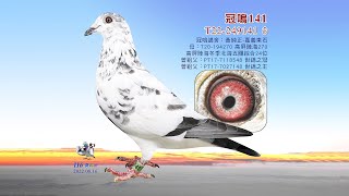 【黃純正】T22-249141