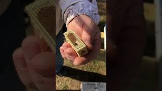 Installing package honey bees
