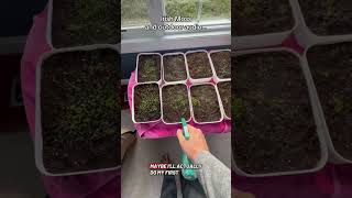 Irish Moss Update Leveling Up My Backyard Sound Design Started Irish Moss From Seed And