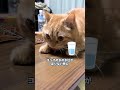 あなたのお家の猫ちゃんもこの飲み方する?