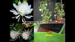 Cultivo caseiro da Dama da Noite (Epiphyllum oxypetalum – um pouco sobre  essa belíssima planta! - thptnganamst.edu.vn