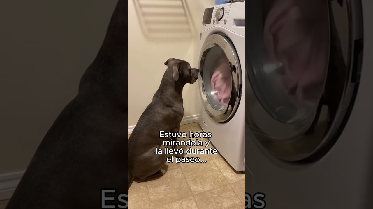 Yo Tambien Fuí Homeless❤️ #animal #animales #naturaleza