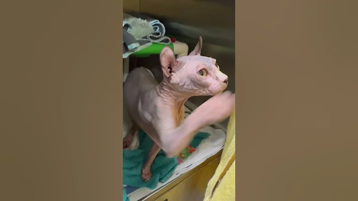Video 3880361: meet sphynx, adopt sphynx