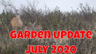 July Garden Update by Caleb Block 18 views 3 years ago 9 minutes, 23 seconds