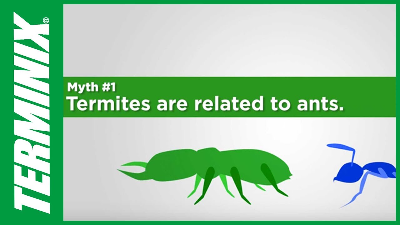 Debunking 5 Common Termite Myths