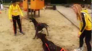 World Champions Canicross 2013 (dutch)