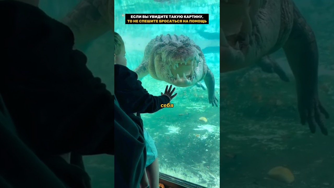 Крокодилы заманивают людей #удивительно #невероятно