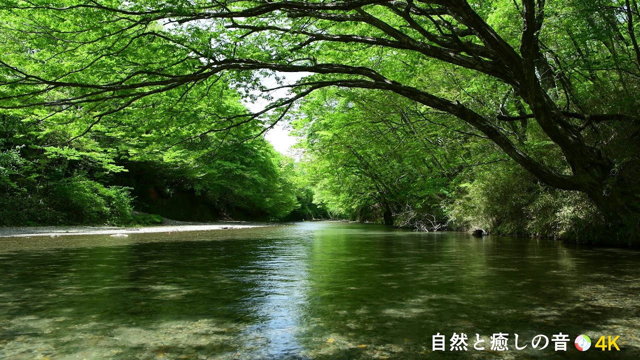 自然の音】新緑の季節と川のせせらぎ、癒し、睡眠、リラックス、作業用