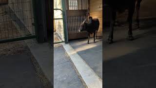 That time the Zebu were a little out of it from the vet visit. 