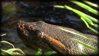 Anacondas 02 Time Lapse