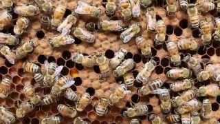 Baby Worker Bee Emerging from Her Cell