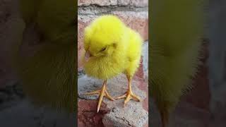 #amazing #birds #cute #chicken #viral #foryou #pets #foryoupage#shorts#videos #reel #reels #baby#top