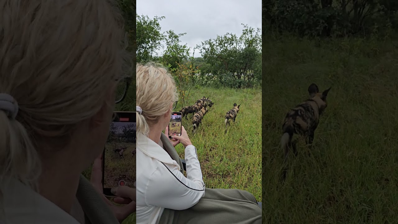 Up Close with Wild Dogs: Filmed from the Safari Vehicle! 🐾🎥