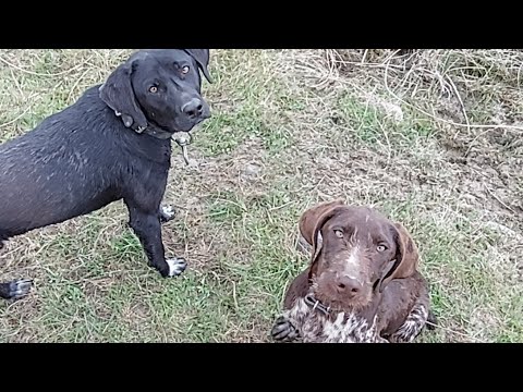 მონადირე ძაღლის პირველი გაკვეთილი ჭაობში.