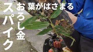 急斜面の草刈りにスパイクシューズを買いました。で実際はどうなの？