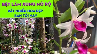 Giả hạc lâm xung nở rộ, lộc bắc đua ngọn, ám mắt trâu, mít, bệt mũi trắng - LAN RỪNG LÂM ĐỒNG