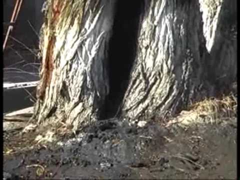 Video: Հնարավո՞ր է լացող ուռենին աճեցնել ամանների մեջ: