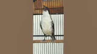 Download lagu burung cendet matahari gacor masteran#shorts