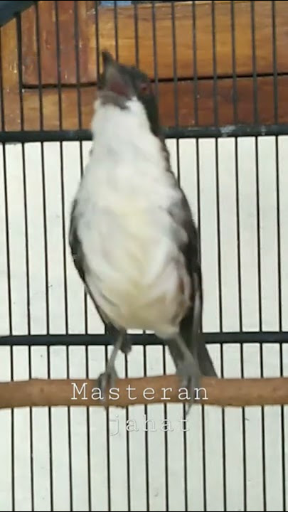 burung cendet matahari gacor masteran#shorts