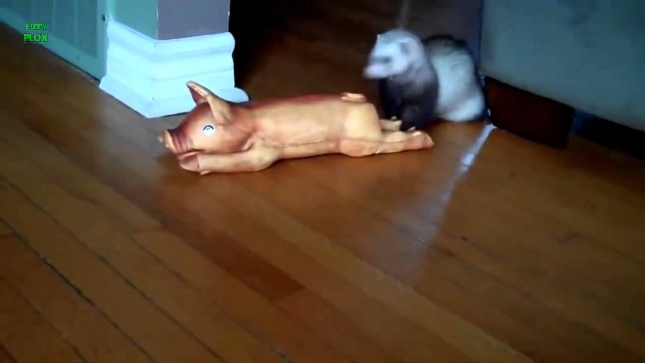Ferrets Stealing Stuff Compilation 2013 NEW HD