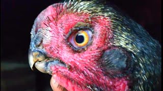 Parrot Beak Aseel Hen Collection Best