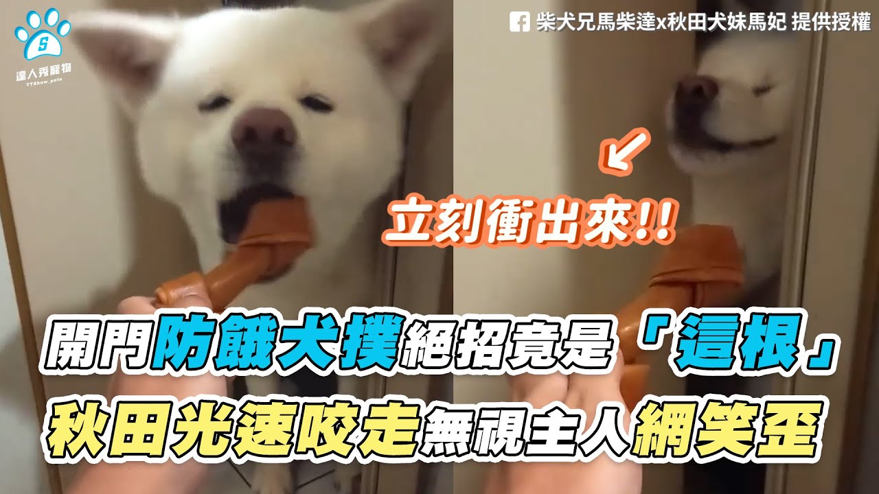 開門防餓犬撲絕招竟是 這根 秋田光速咬走無視主人網笑歪 Fb 柴犬兄馬柴達x秋田犬妹馬妃 Youtube