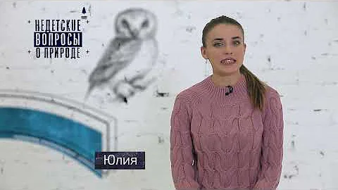 Почему в степи не растет лес? Недетские вопросы о природе. Флора и фауна степи