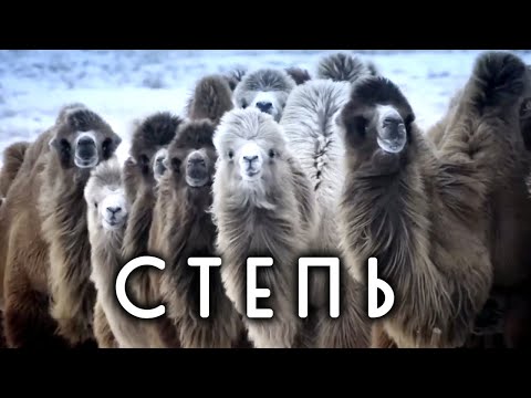 Почему в степи