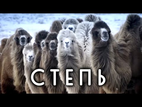 Почему в степи не растет лес? Недетские вопросы о природе. Флора и фауна степи