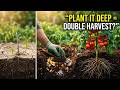 Plant Tomato Seedlings THIS Way for Double the Yield — The Old Gardener’s Trick That Actually Works