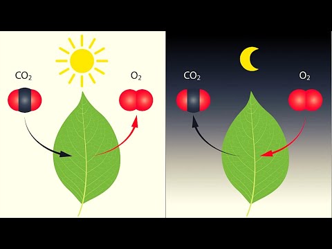 Video: ¿Qué es la ecuación de la fotosíntesis en biología?