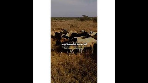 سورة الأنبياء | عبدالباسط عبدالصمد | رحمه الله