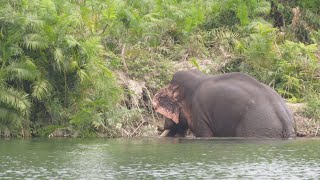 A boat Trip through river Girwa (Katerniaghat Wildlife Sanctuary)