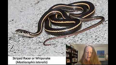 Common Snakes of California